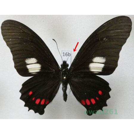 Mimoides xeniades (Hewitson, 1867) Peru 78mm16b
